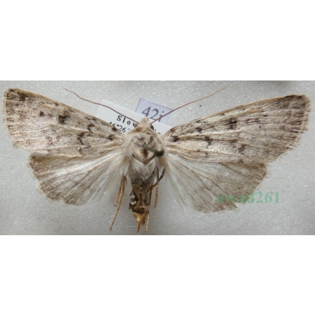 Epipsilia grisescens (Fabricius, 1794) female Slovenia42j